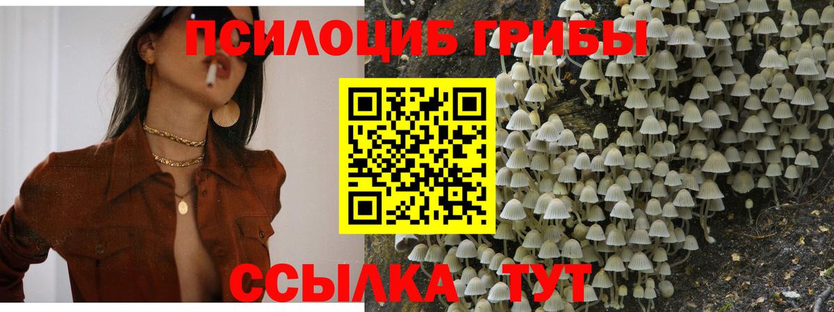 Галлюциногенные грибы Cubensis Калач-на-Дону